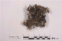 藏品(日本綿腹衣)的圖片
